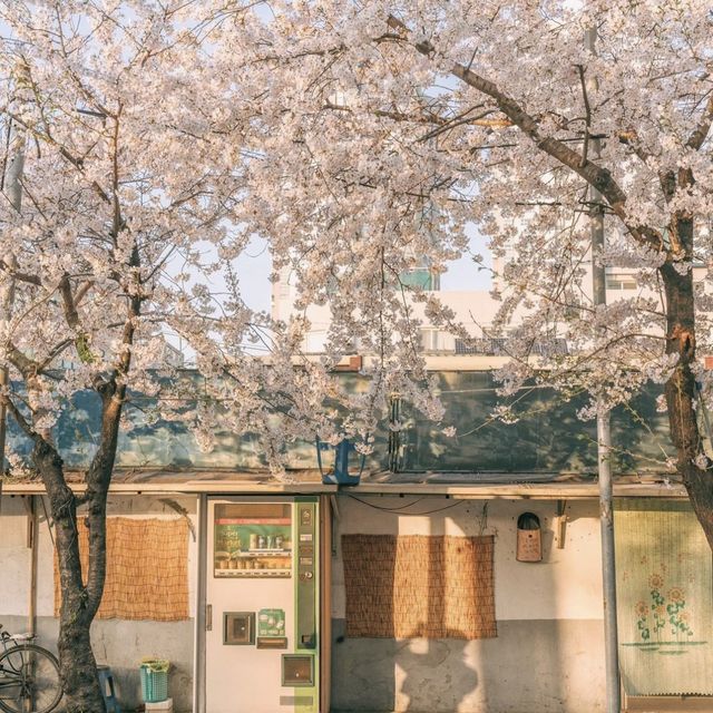 홍대에서 가까운 벚꽃 명소 망리단길 
