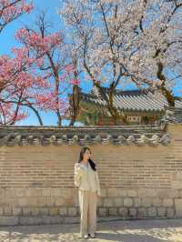 서울 홍매화 명소는 역시 창덕궁💗