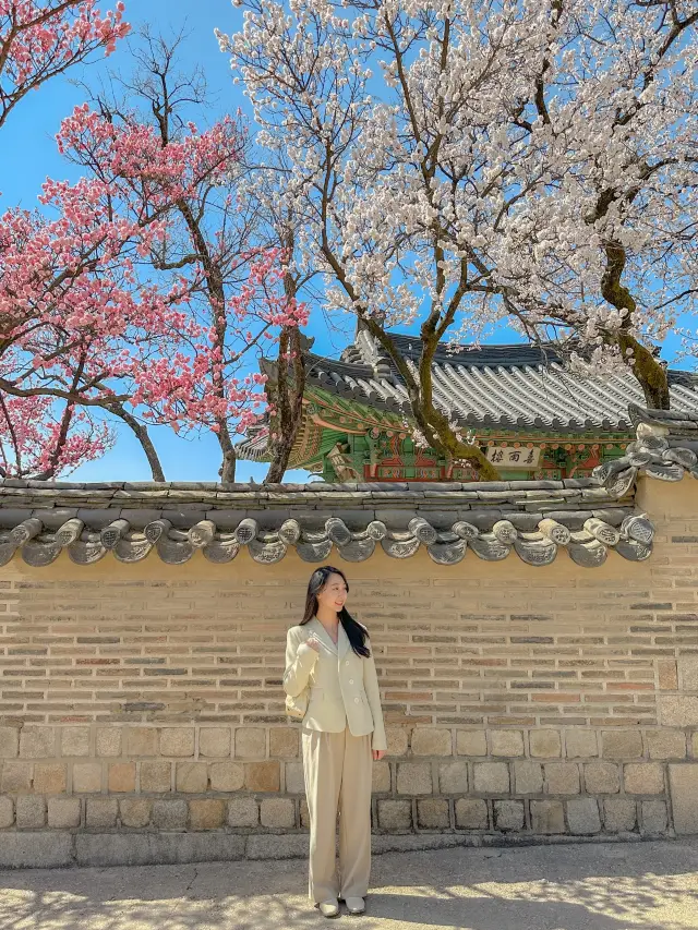 서울 홍매화 명소는 역시 창덕궁💗