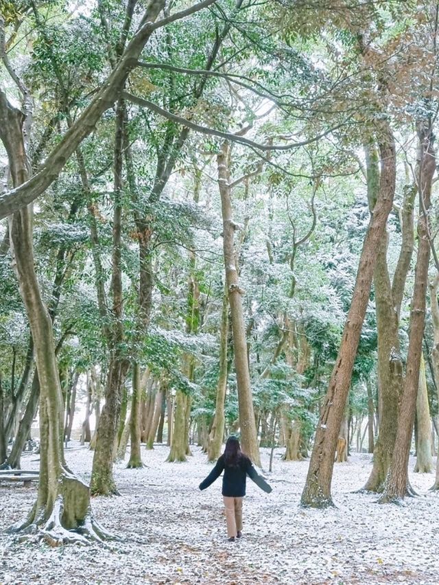 제주에서 봄&겨울 산책하기 좋은  곳"삼성혈"