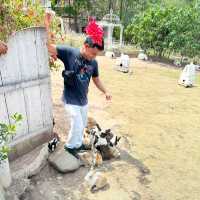 Scenic Rabbit/Chicken Farm @ Ratchaburi