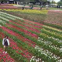 広島県　世羅高原農場　チューリップ