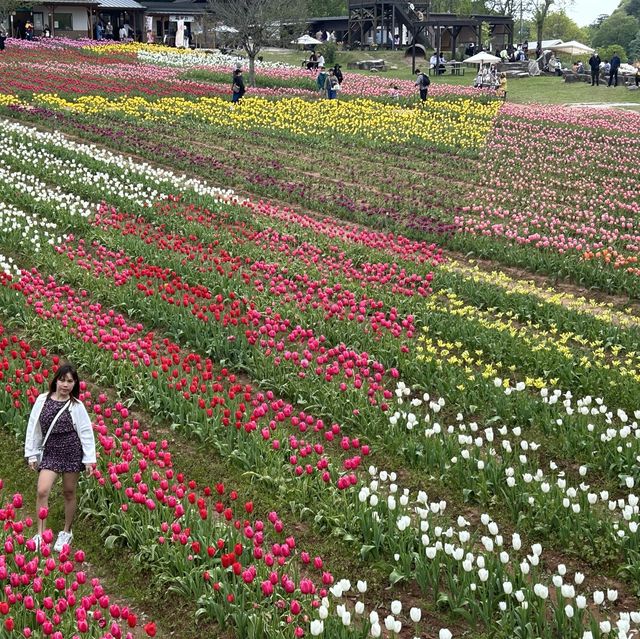 広島県　世羅高原農場　チューリップ