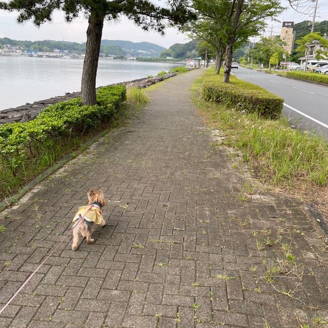 【ペットとお出かけ】浜名湖の湖畔沿いをのんびり散策！