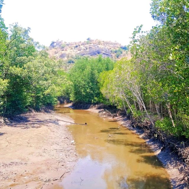 วนอุทยานปราณบุรี แหล่งเรียนรู้ป่าชายเลน
