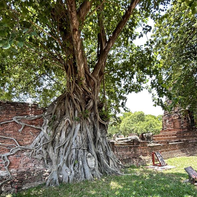 My summer trip to Ayutthaya, Thailand