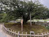 金澤景點 @ 江戶時代大名庭園「兼六園」