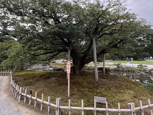 金澤景點 @ 江戶時代大名庭園「兼六園」