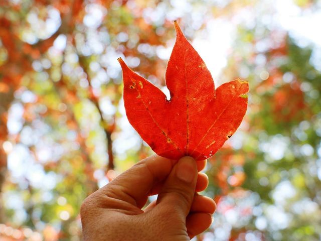 โรงเรียนการเมืองการทหาร 🍁🍁🍁