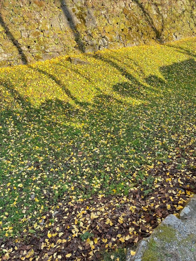 【福岡紅葉】有名な秋月城跡の紅葉🍁