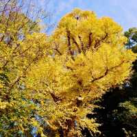 「上野恩賜公園」11月底～12月初，賞紅葉好去處
