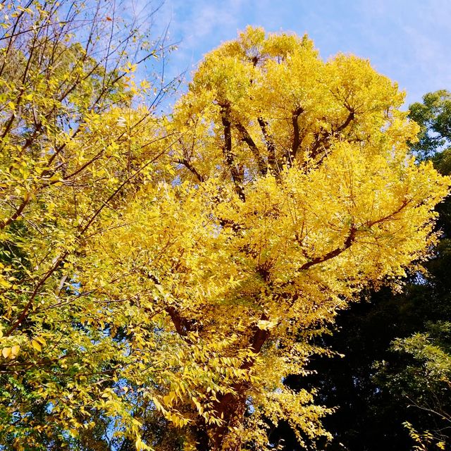 「上野恩賜公園」11月底～12月初，賞紅葉好去處