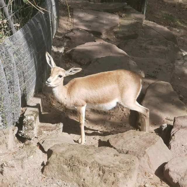 Zoo And Garden as one at Karlsruhe 