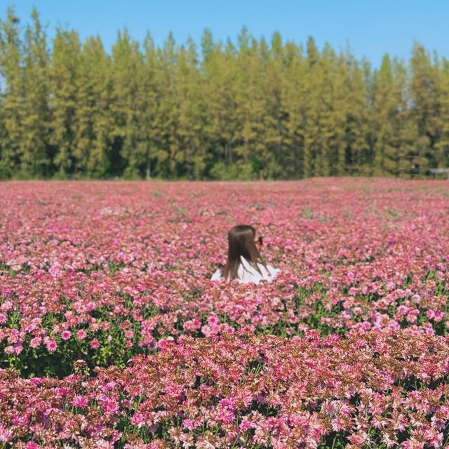 ชี้เป้าจุดถ่ายรูปฟรี!! สวนเบญจมาศชมพูกว้าง ใกล้กทม