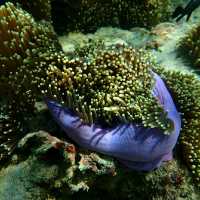 Iboih, Aceh snorkeling.. moment to joy