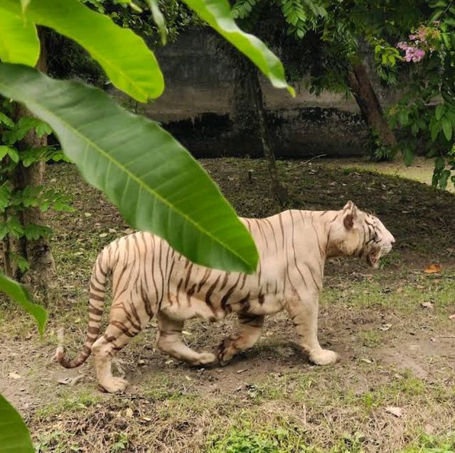 Alipore Zoo Park , Kolkata 