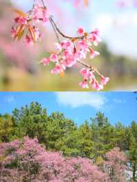 ปักหมุด! จุดชมซากุระเมืองเหมือนอยู่ญี่ปุ่น💕🌸