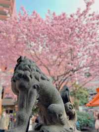 【東京】桜とミモザのコラボ🌸もふもふに癒されたい人集まれー!!