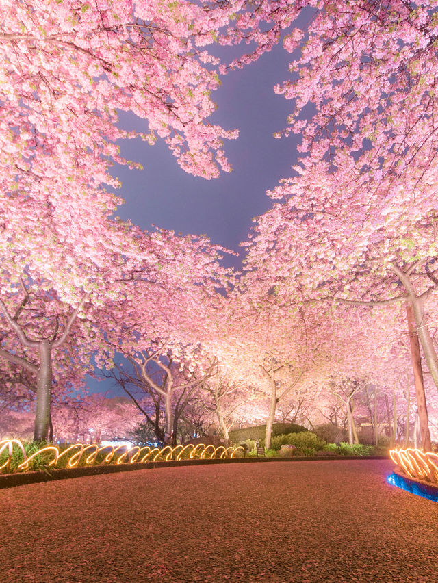 三重県で見れる河津桜スポット2選！🌸