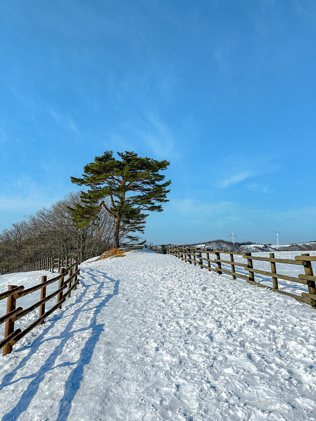 삿포로도 몽골도 아닌 여긴 강원도🏔️⛄️