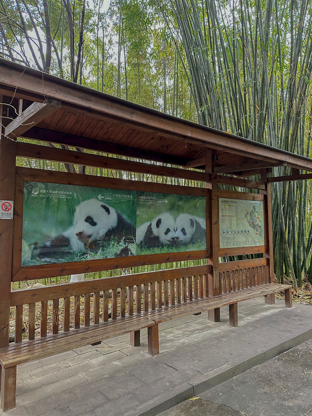 🐼 เยือนถิ่นแพนด้ายักษ์ 🐼 ‘เฉิงตู’ 🇨🇳
