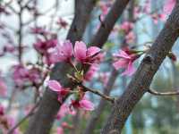 香港好去處．坐港鐵屯馬線去賞櫻(二)．馬鞍山恆明街  坐 #港鐵屯馬線 除了可以去天水圍公園賞櫻，還可以去 #馬鞍山 #恆明街休憩處 #賞櫻。  在 #恆安站 下車，經A出口步行約5分鐘便