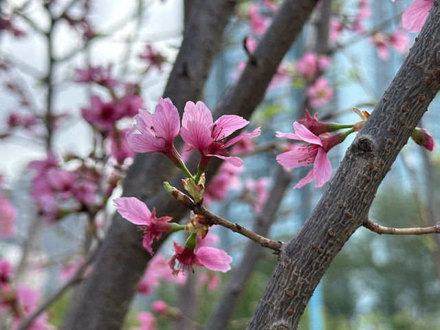 香港好去處．坐港鐵屯馬線去賞櫻(二)．馬鞍山恆明街  坐 #港鐵屯馬線 除了可以去天水圍公園賞櫻，還可以去 #馬鞍山 #恆明街休憩處 #賞櫻。  在 #恆安站 下車，經A出口步行約5分鐘便