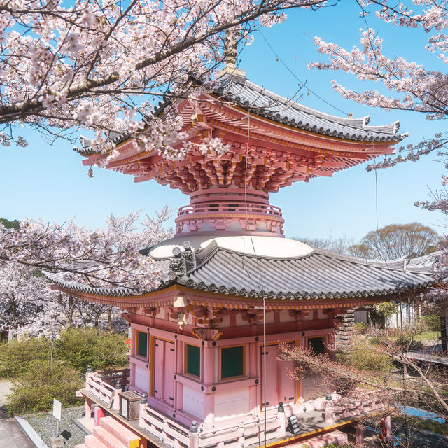 Cheery blossoms in Nara🌸 奈良の桜