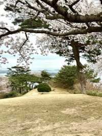 ชมซากุระ-ต้นสน เก่าแก่บนเขาวิวอ่าว Matsushima 