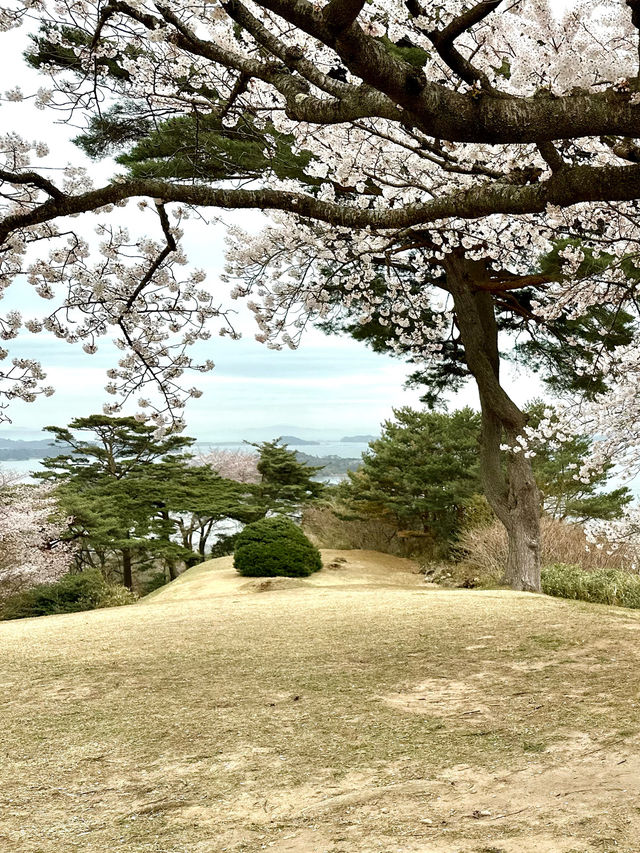ชมซากุระ-ต้นสน เก่าแก่บนเขาวิวอ่าว Matsushima 