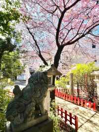 【子安稲荷神社/東京都】満開時は社殿が隠れるほどの河津桜