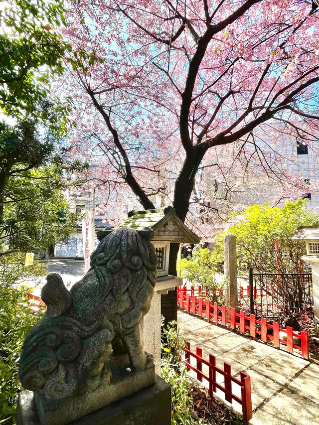 【子安稲荷神社/東京都】満開時は社殿が隠れるほどの河津桜
