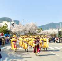 🇰🇷釜山｜賞櫻🌸鎮海賞櫻一日遊