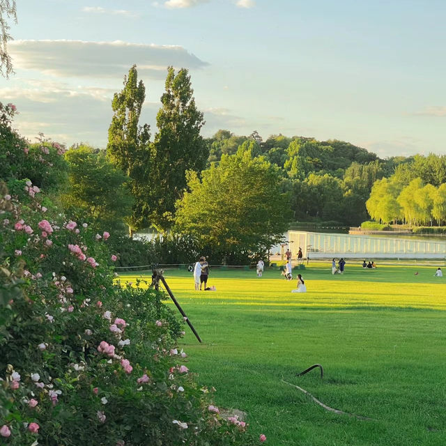「新加坡難得的市區綠洲：肯特崗公園」