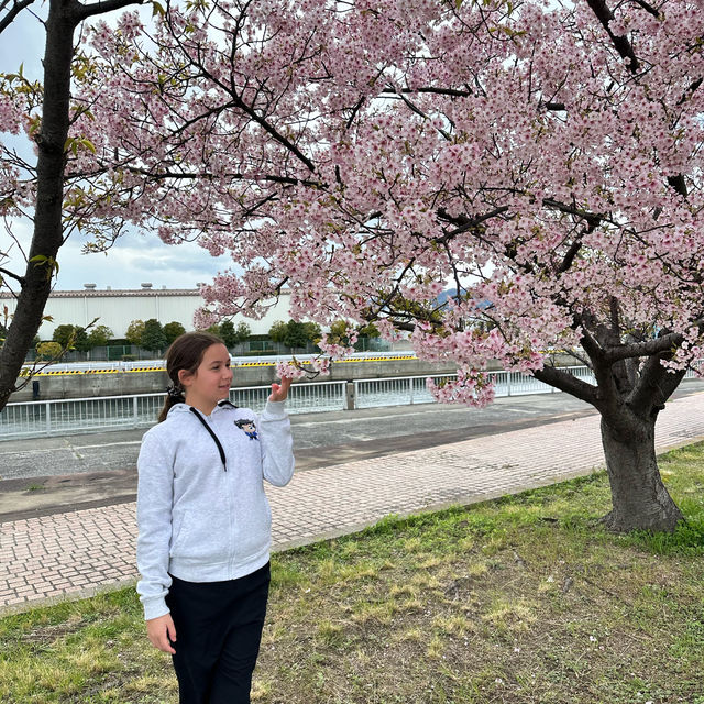 Just starting to blossom in Osaka 