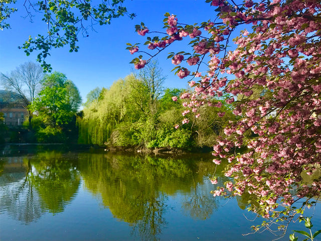 The best spots to see cherry blossom.