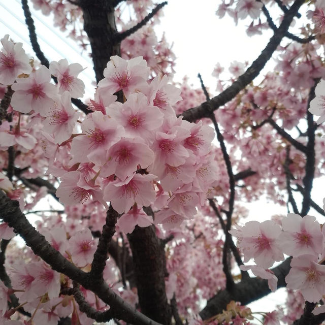 Blooming season in Yayogi park🌸