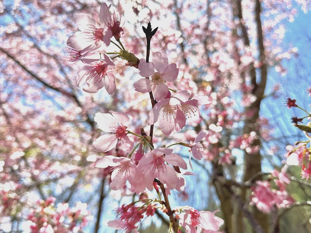 CHERRY BLOSSOM IN TAIWAN 🌸