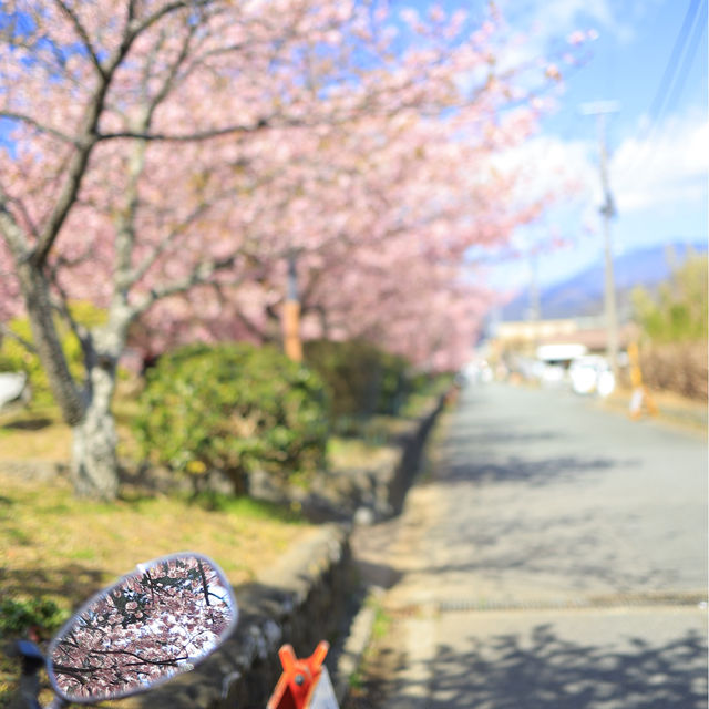 【春を探しに】河津桜を見に行こう！