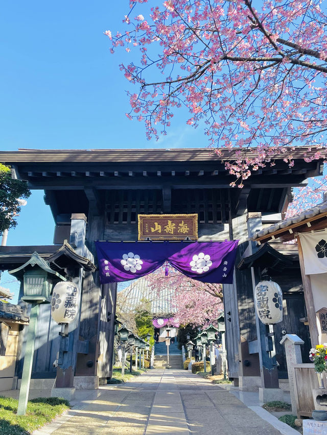 【密蔵院/埼玉県】満開の桜を早めに見られる「安行桜」