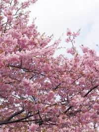 千葉の河津桜🌸佐久間ダム湖