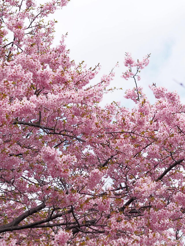 千葉の河津桜🌸佐久間ダム湖