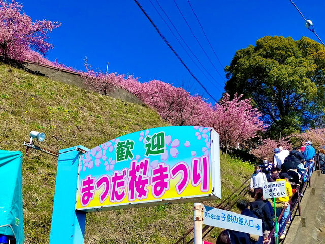 Cherry Blossoms Walking Path