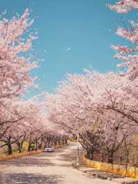 觀賞釜山的櫻花地點
