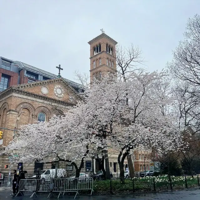 Cherry Blossoms 🌸 @ Washington Square Park 🇺🇸