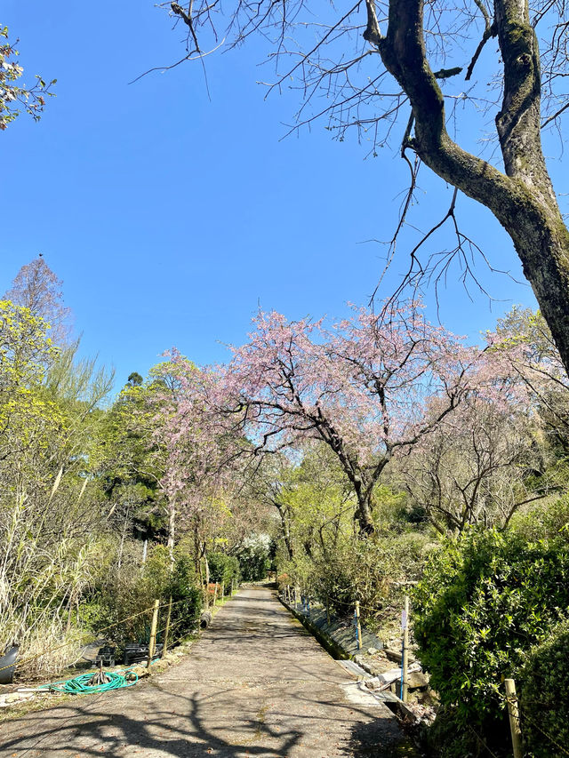 【久留米】あまり知られていない桜の名所