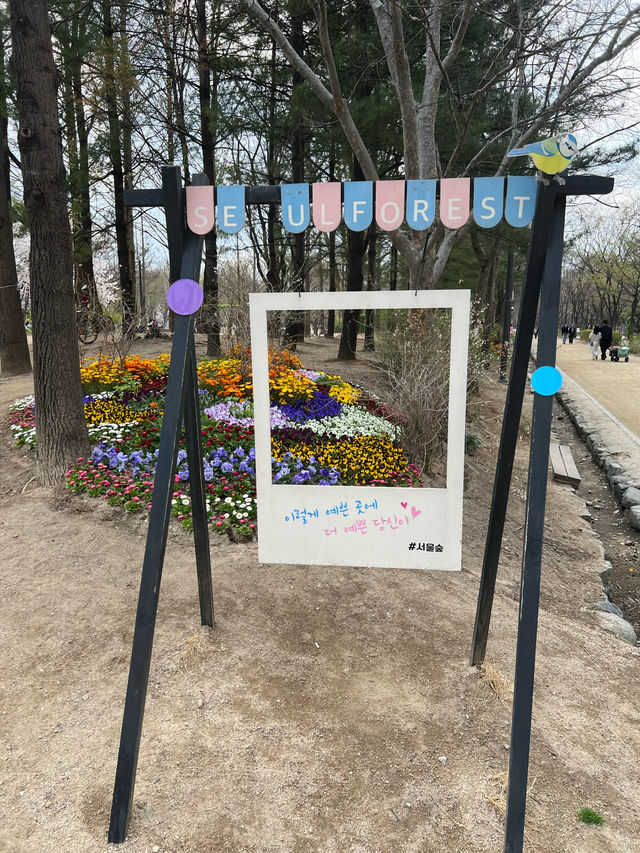 韓国/ソウル【ソウルの森】桜のおすすめスポット