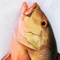 Fishy connections to the Maldives cuisines 