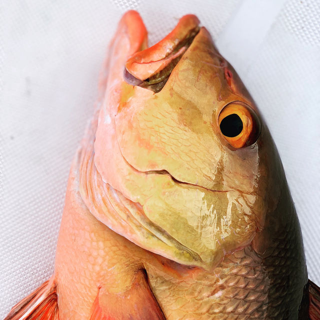 Fishy connections to the Maldives cuisines 