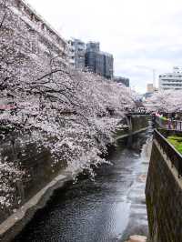 🌸 Sakura Splendor: Meguro River Magic 🌸